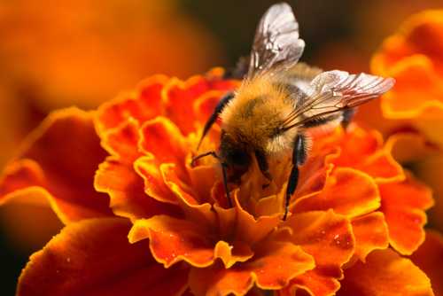 Macro photo of a flower and an insect